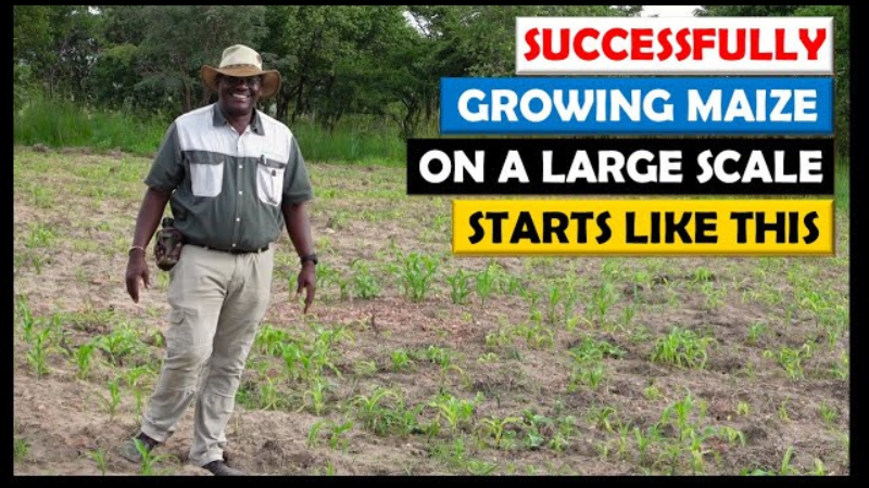 Maize farming in Zambia.